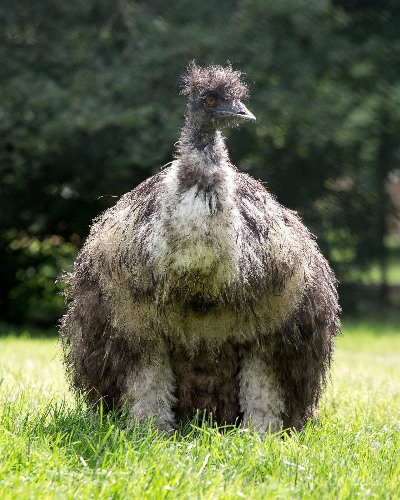 Emu : Cotswold WP : 27 Jun 2014