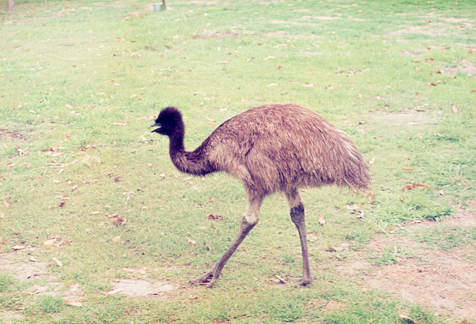 Emu - Dec 1976