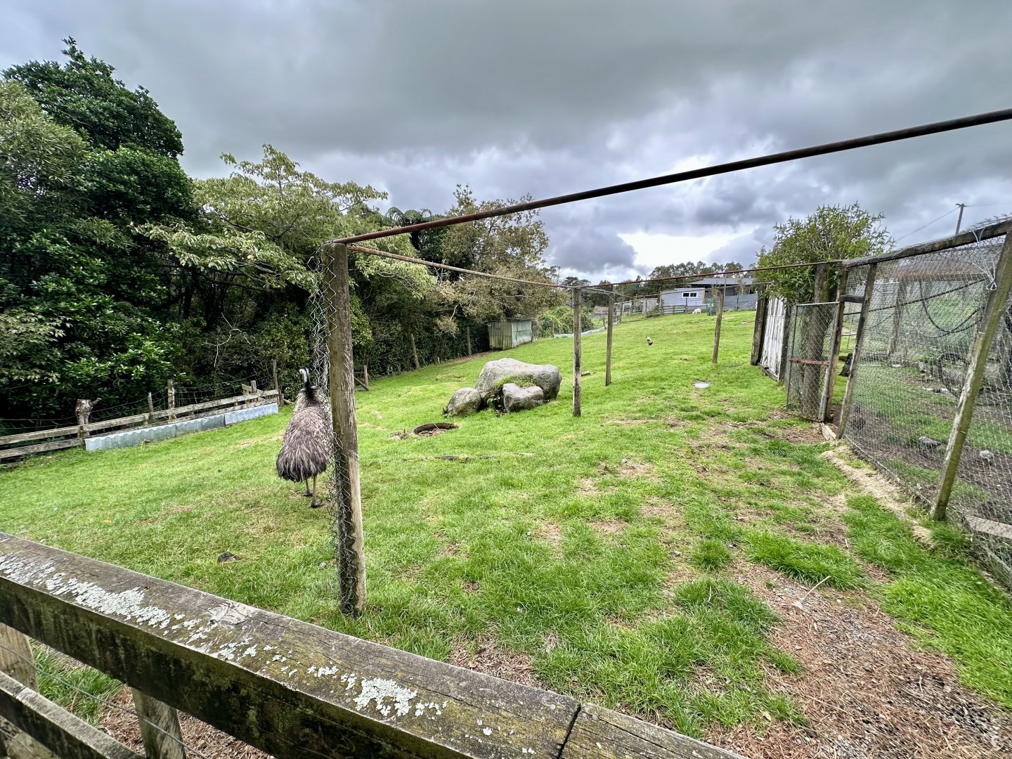 Emu/Domestic Goat Exhibit