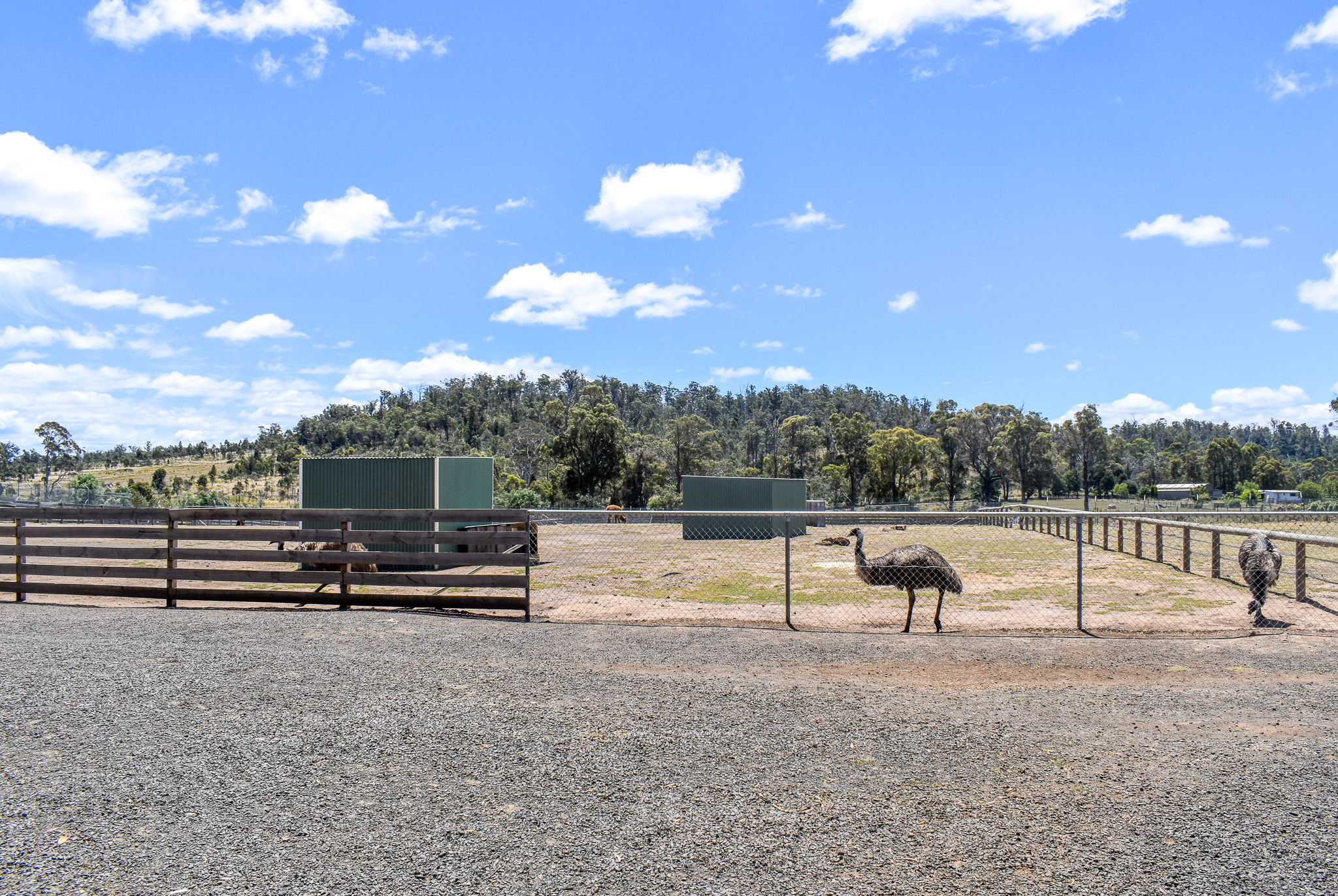 Emu + domestics paddock
