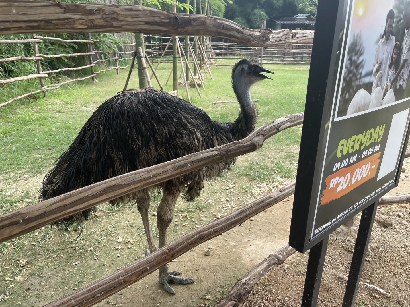 emu (dromaius novaehollandiae) (1) - aviary park