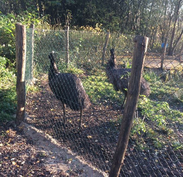 Emu (Dromaius novaehollandiae) 17-11-2018
