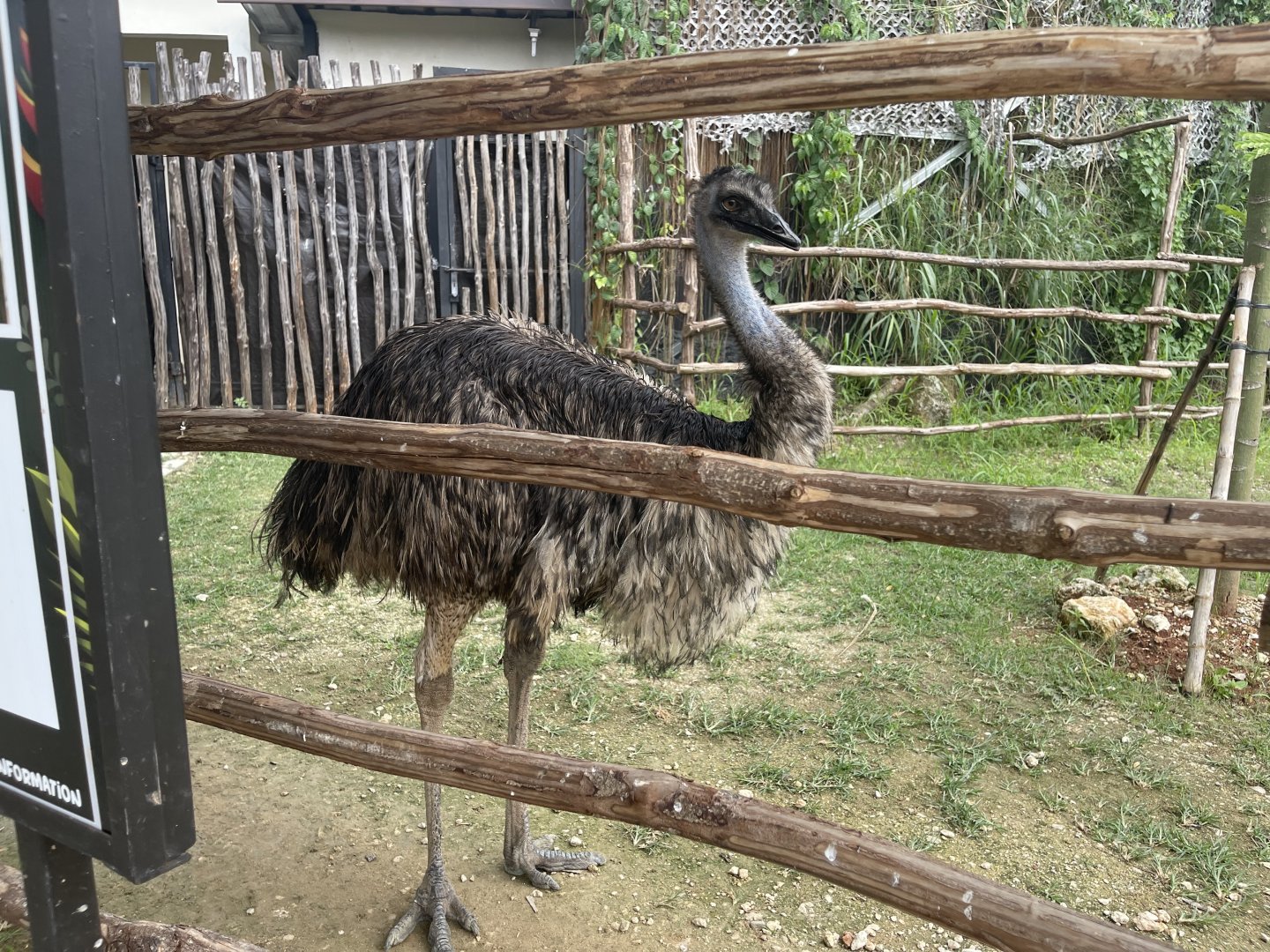 emu (dromaius novaehollandiae) (2) - aviary park