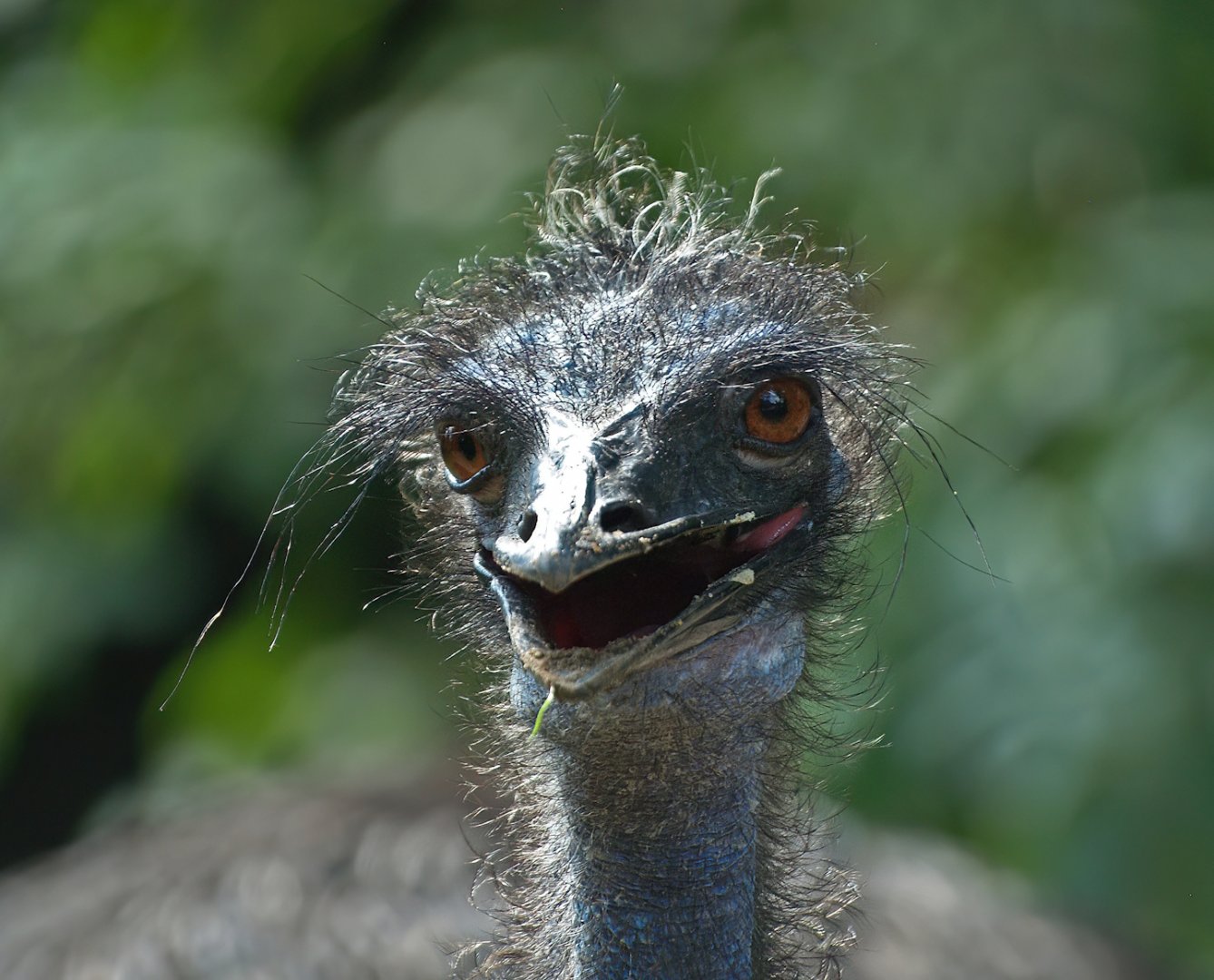 Emu (Dromaius novaehollandiae), 2008-08-06