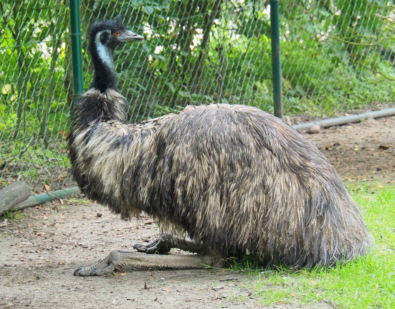 Emu (Dromaius novaehollandiae), 2019-06-26