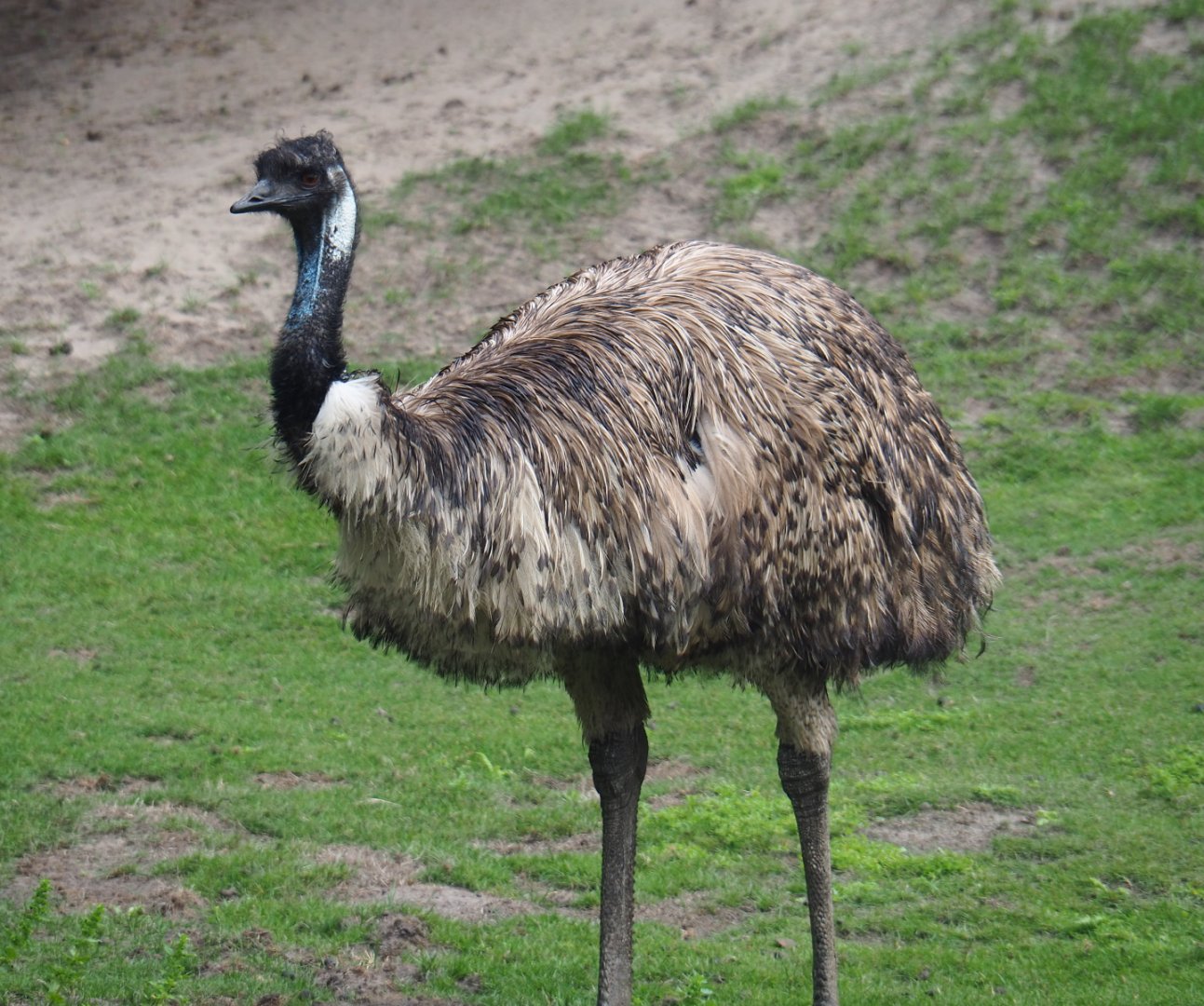 Emu (Dromaius novaehollandiae), 2019-08-11