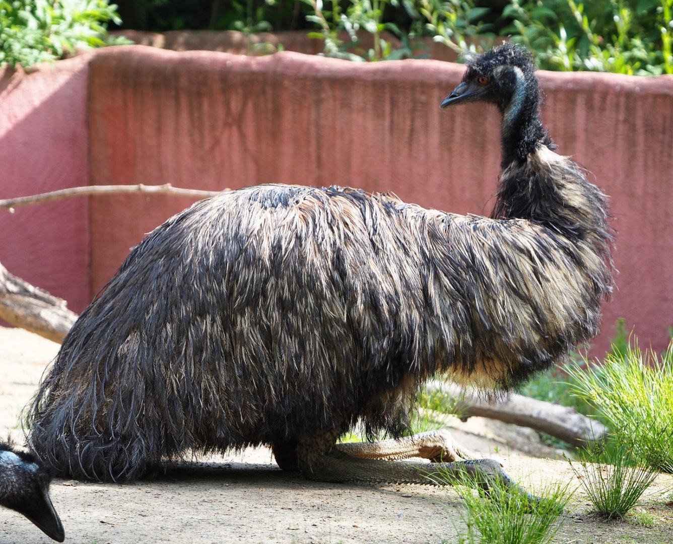 Emu (Dromaius novaehollandiae), 2020-06-12