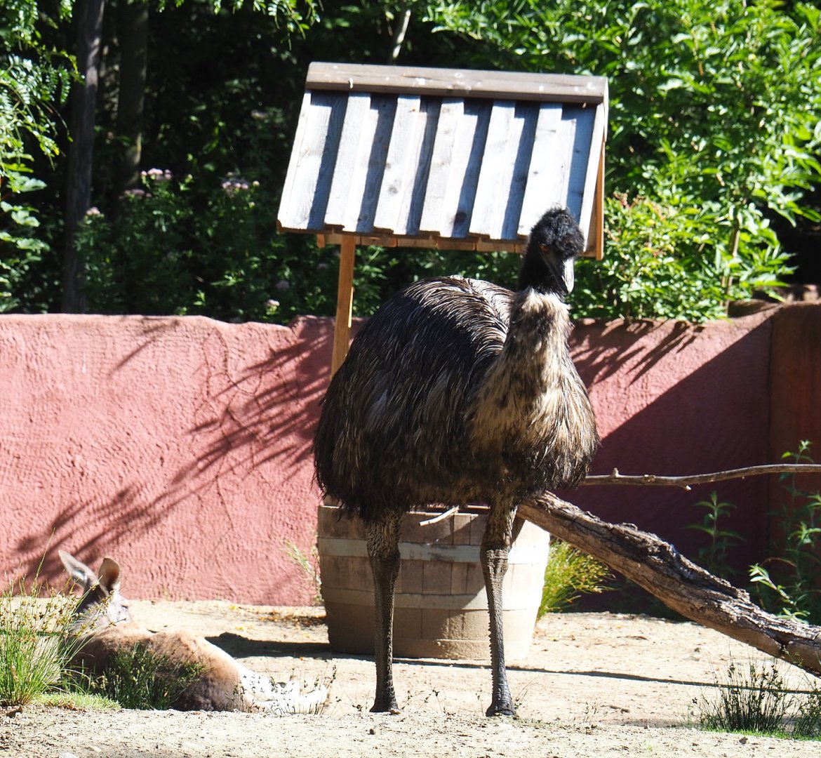 Emu (Dromaius novaehollandiae), 2020-07-21