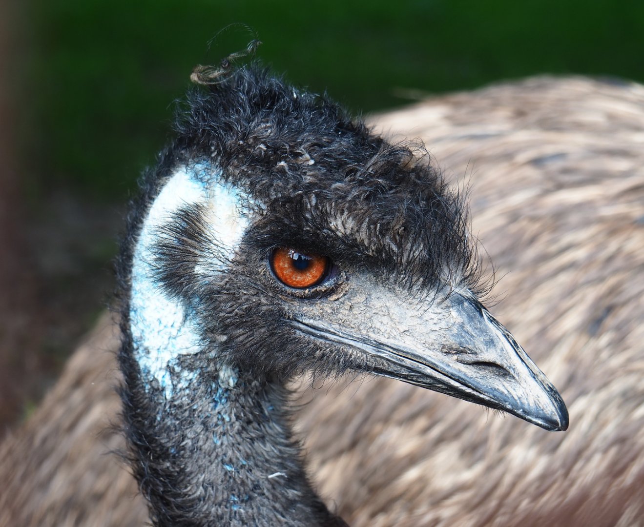 Emu (Dromaius novaehollandiae), 2020-09-12