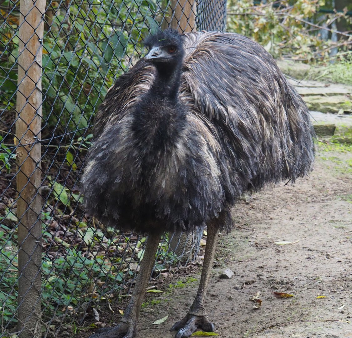 Emu (Dromaius novaehollandiae), 2020-10-19