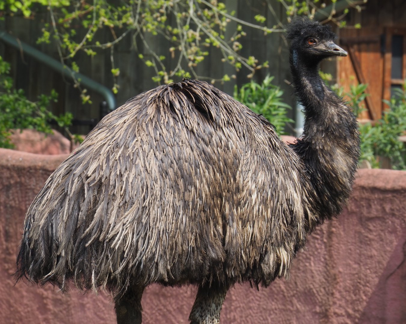 Emu (Dromaius novaehollandiae), 2021-04-21