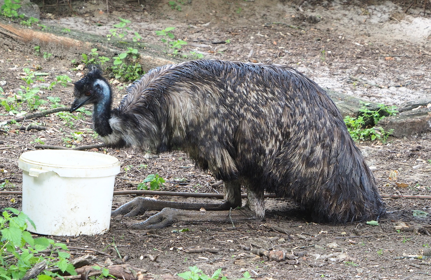 Emu (Dromaius novaehollandiae), 2021-06-15