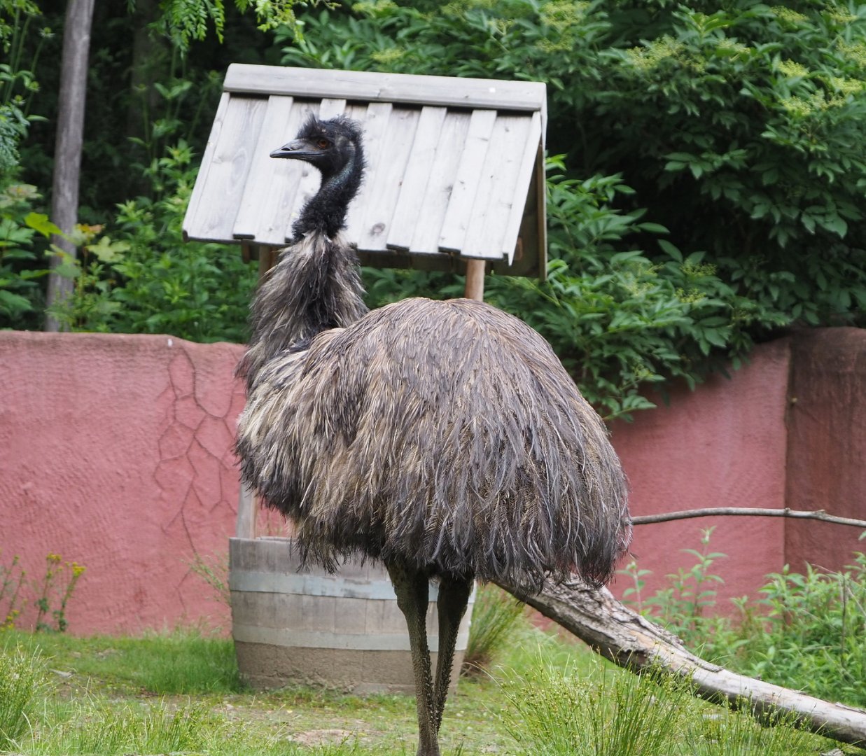 Emu (Dromaius novaehollandiae), 2021-07-03