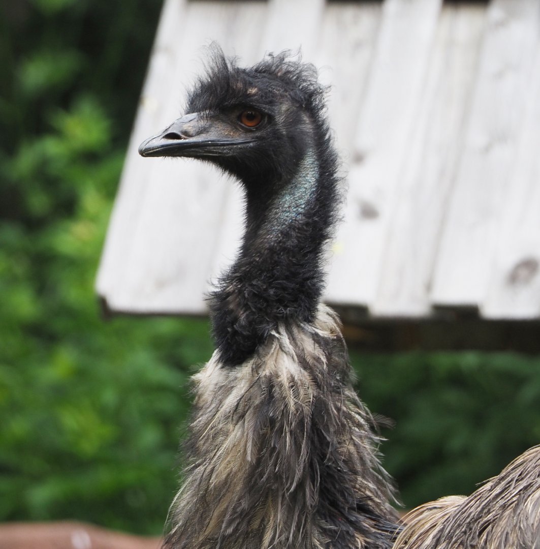 Emu (Dromaius novaehollandiae), 2021-07-03