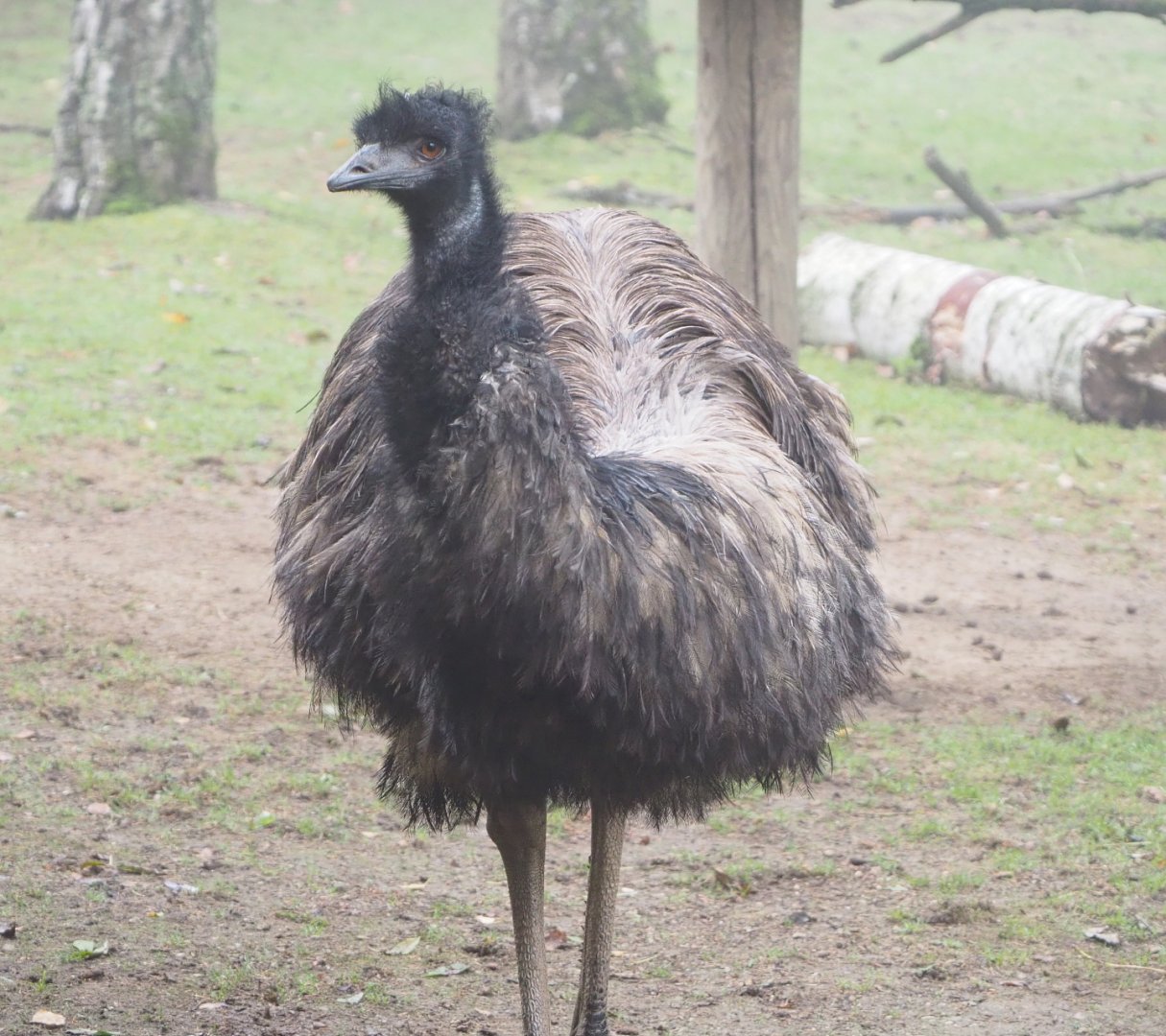 Emu (Dromaius novaehollandiae), 2021-10-10