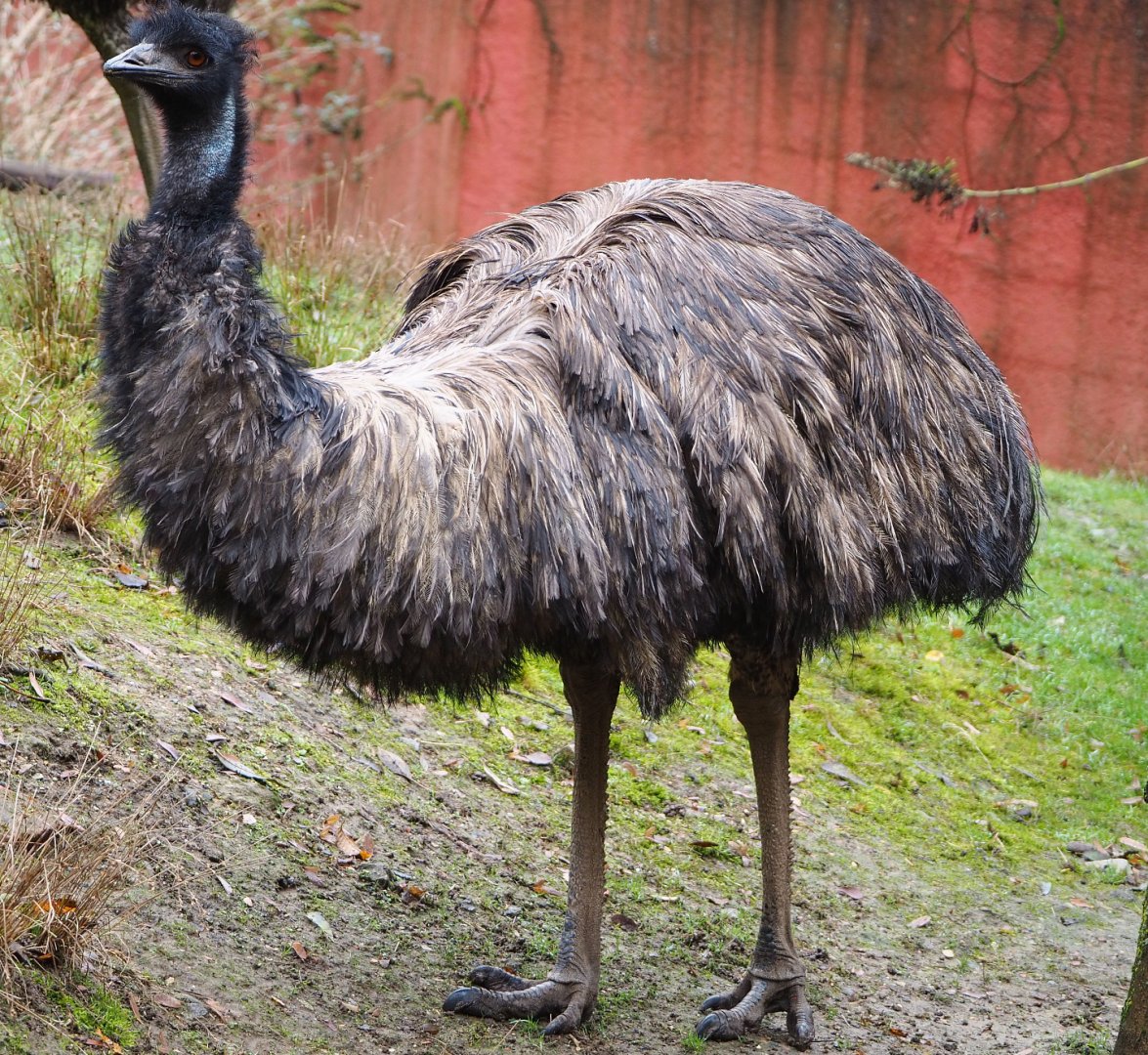 Emu (Dromaius novaehollandiae), 2021-11-06