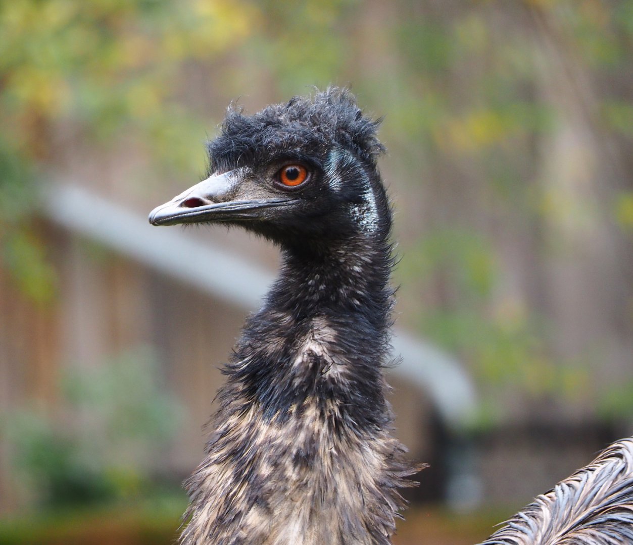 Emu (Dromaius novaehollandiae), 2021-11-06