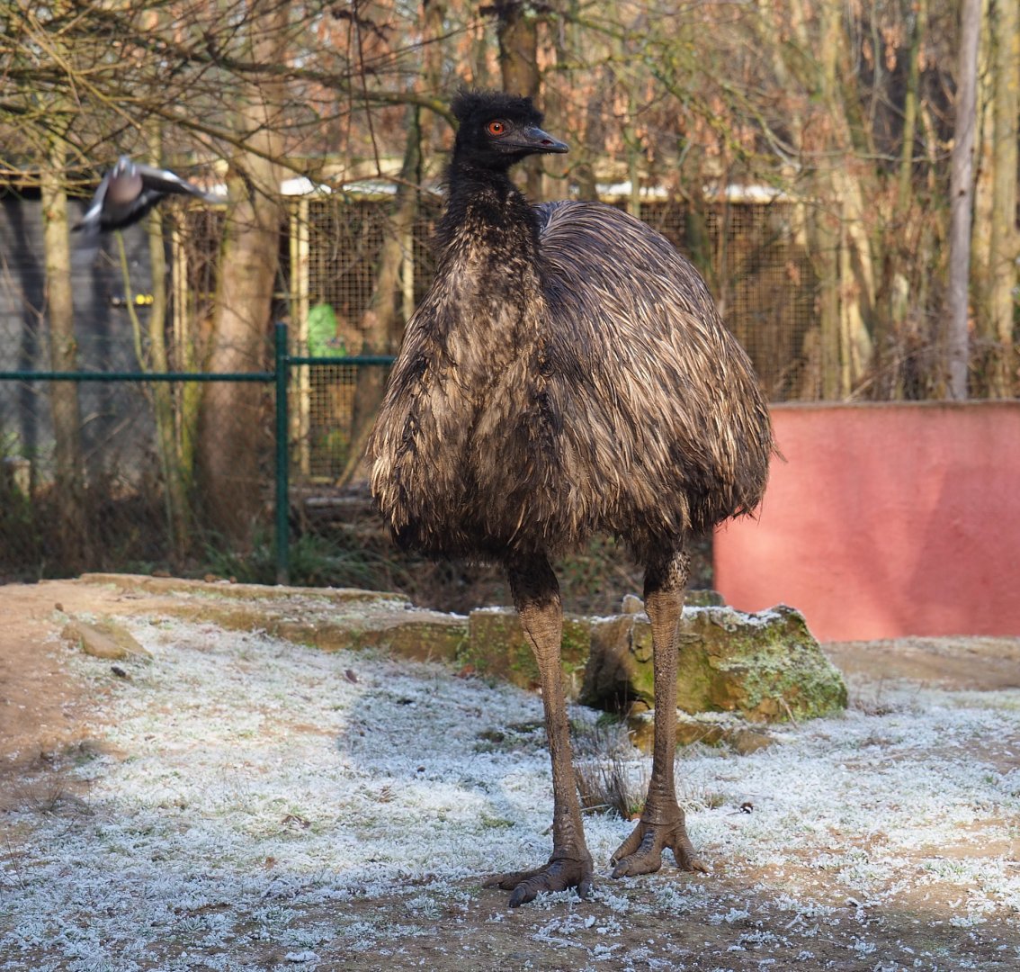 Emu (Dromaius novaehollandiae), 2021-12-22