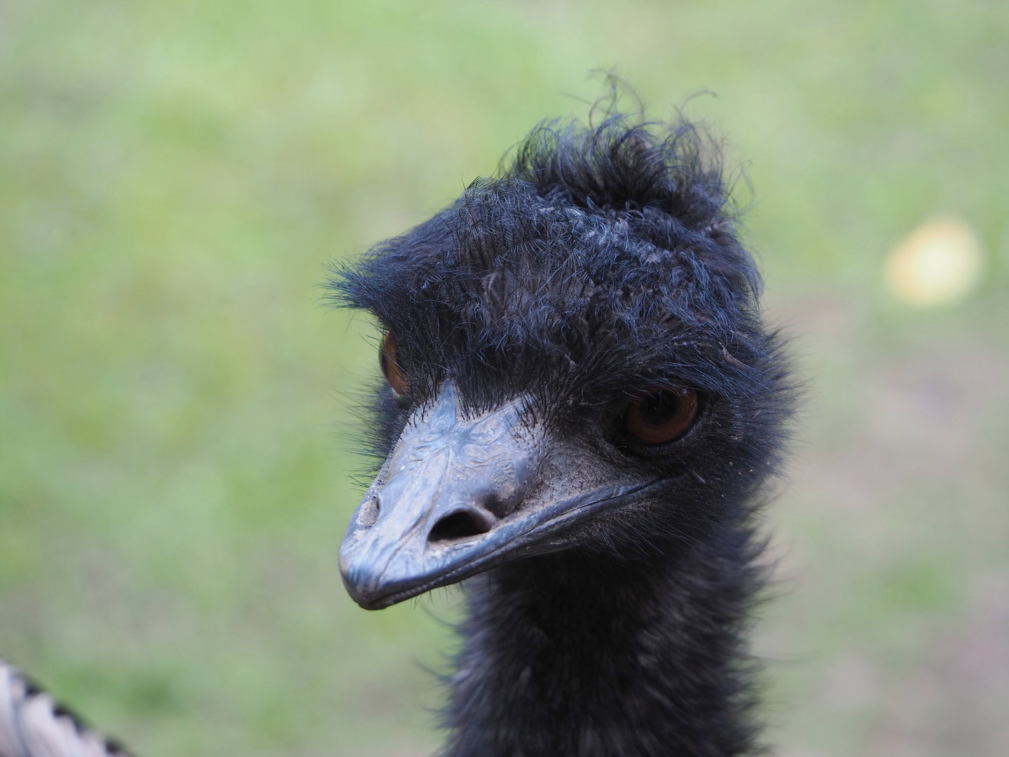 Emu (Dromaius novaehollandiae), 2022-07-03