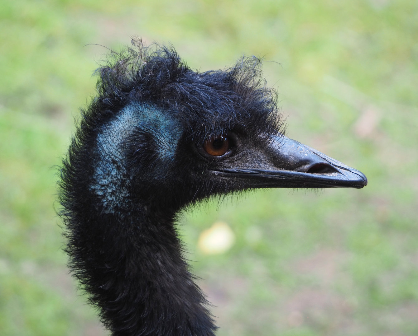 Emu (Dromaius novaehollandiae), 2022-07-03