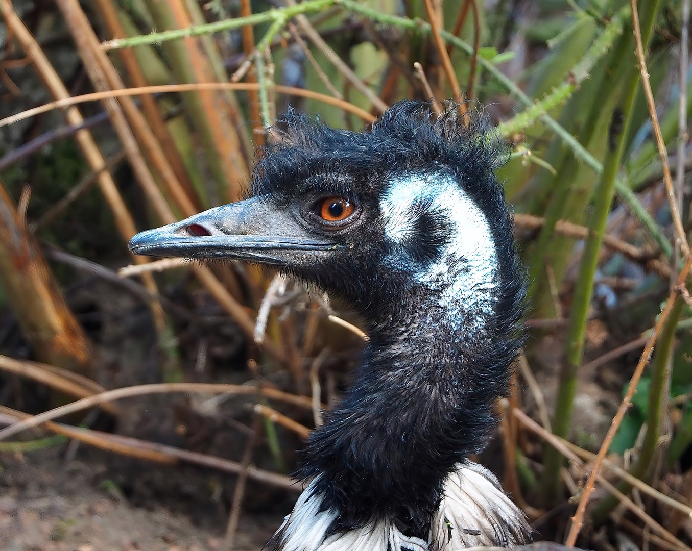 Emu (Dromaius novaehollandiae), 2022-07-16