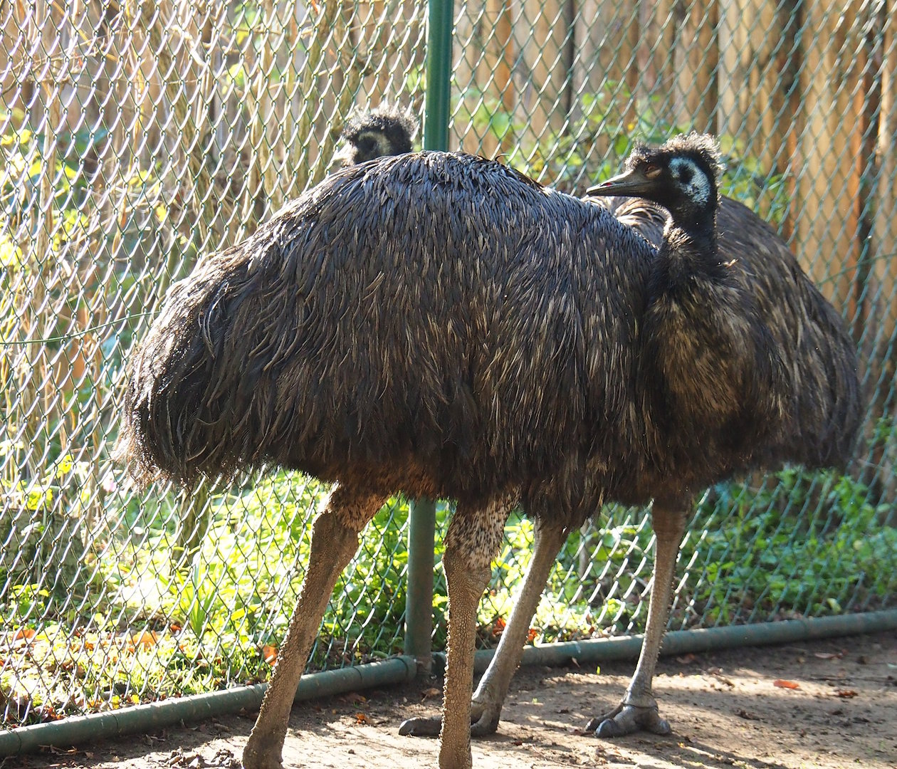 Emu (Dromaius novaehollandiae), 2022-11-12