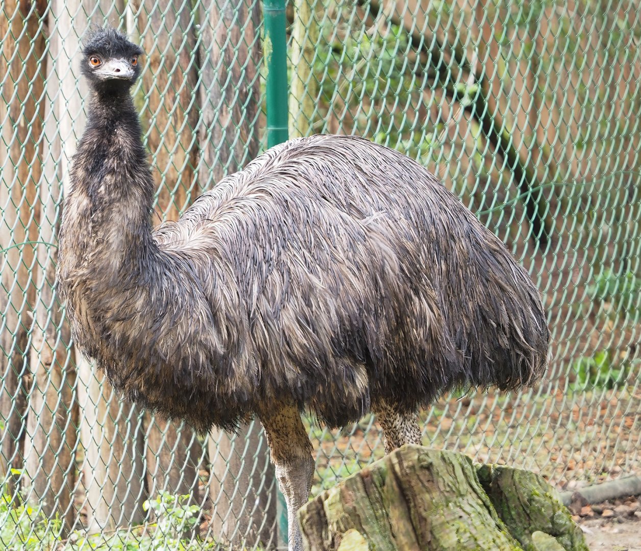 Emu (Dromaius novaehollandiae), 2023-03-28