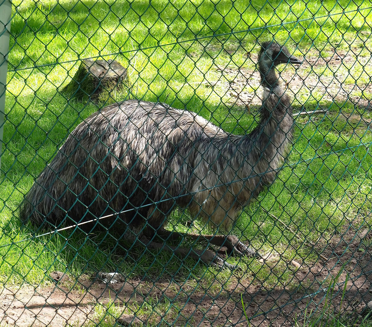 Emu (Dromaius novaehollandiae), 2023-05-19