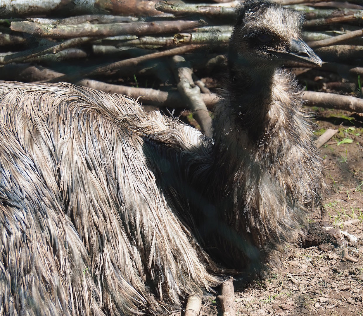 Emu (Dromaius novaehollandiae), 2023-05-19