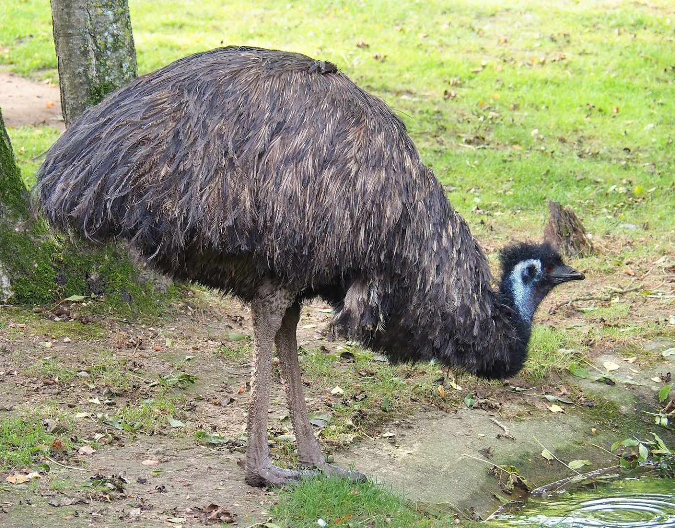 Emu (Dromaius novaehollandiae), 2023-09-19