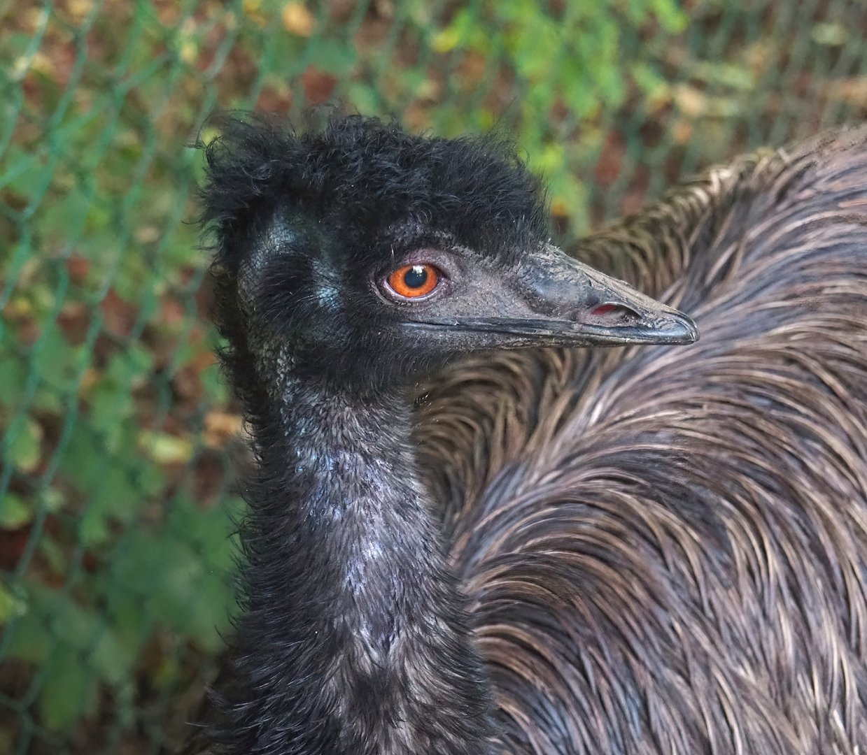 Emu (Dromaius novaehollandiae), 2023-09-19
