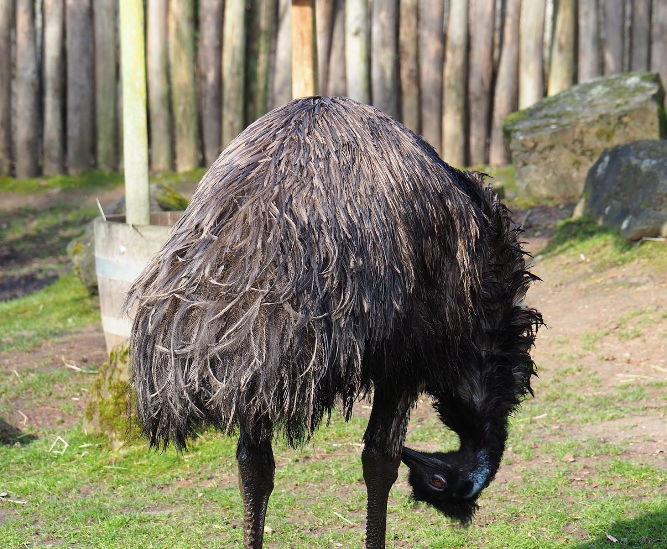 Emu (Dromaius novaehollandiae), 2024-03-04