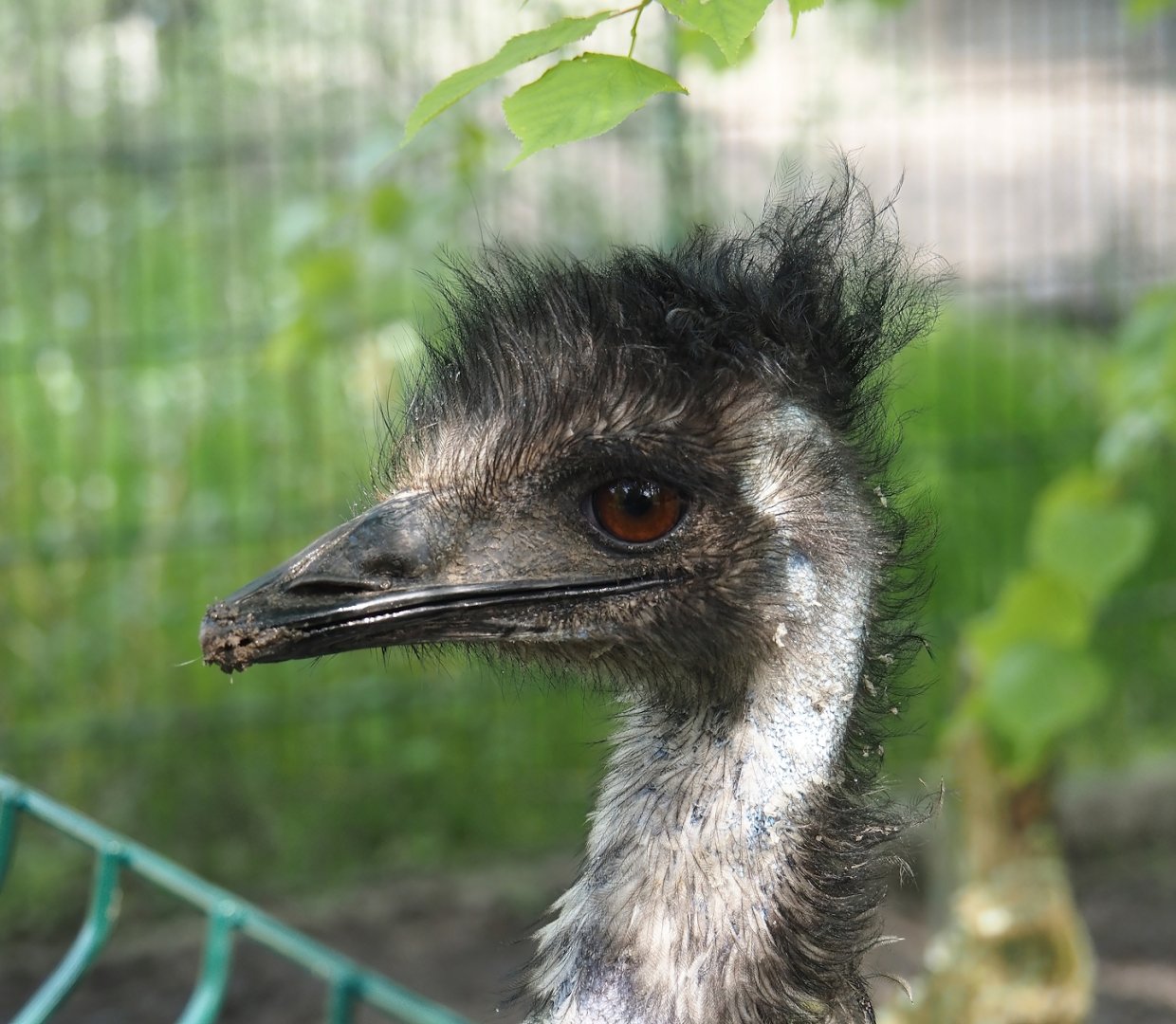Emu (Dromaius novaehollandiae), 2024-05-11