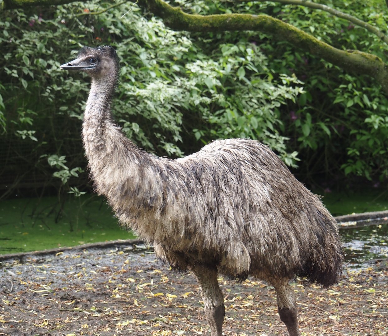 Emu (Dromaius novaehollandiae), 2024-05-21
