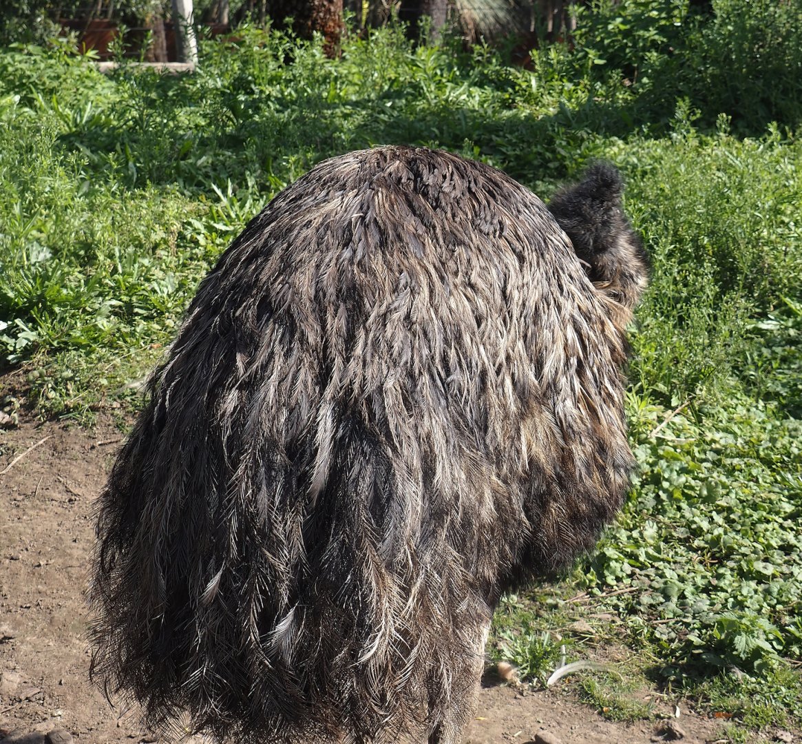 Emu (Dromaius novaehollandiae), 2024-09-17