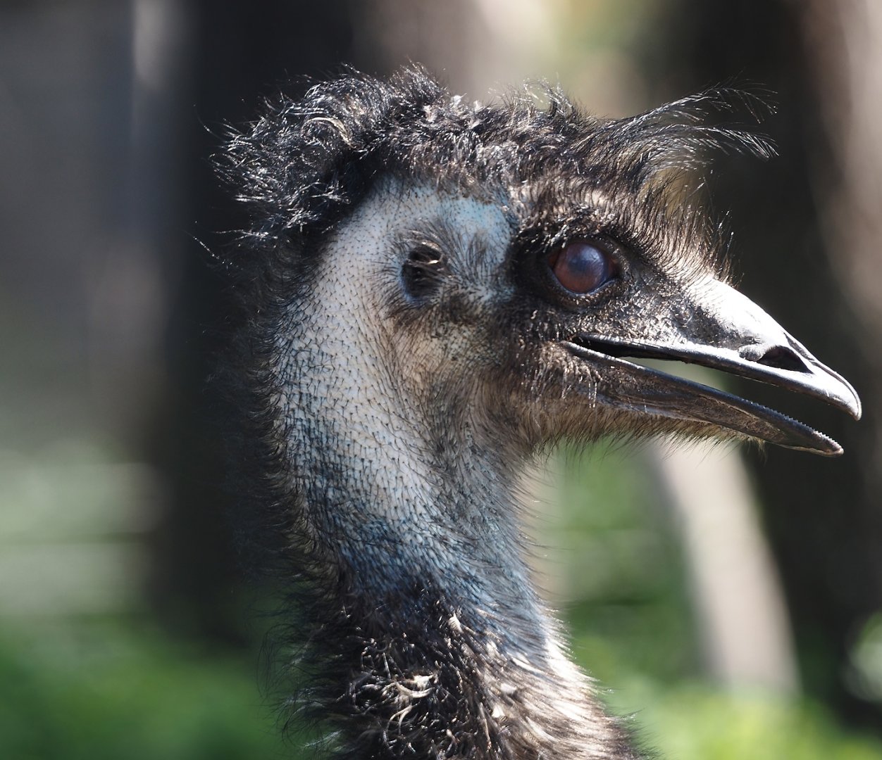 Emu (Dromaius novaehollandiae), 2024-09-17