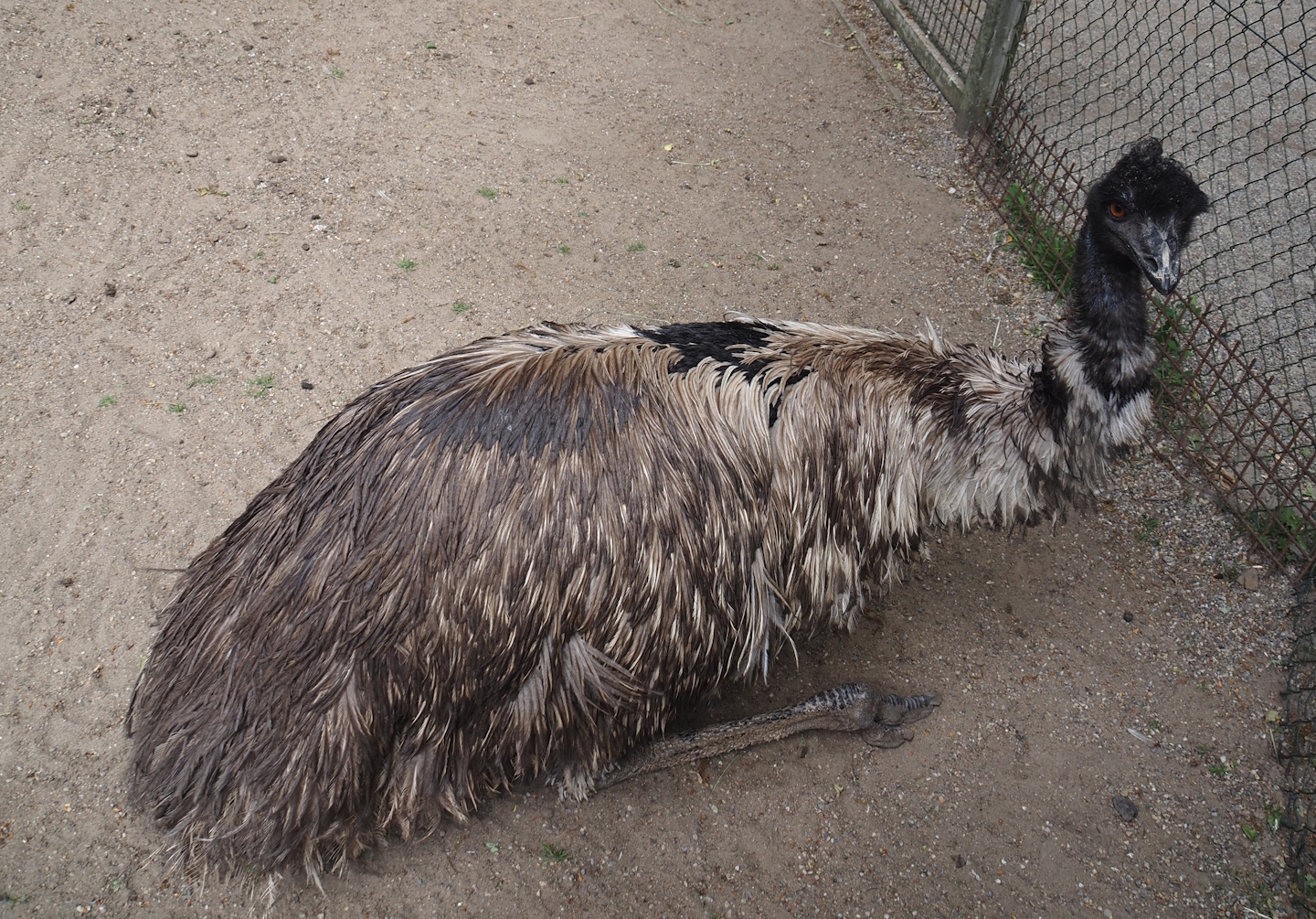 Emu (Dromaius novaehollandiae), 2025-05-22