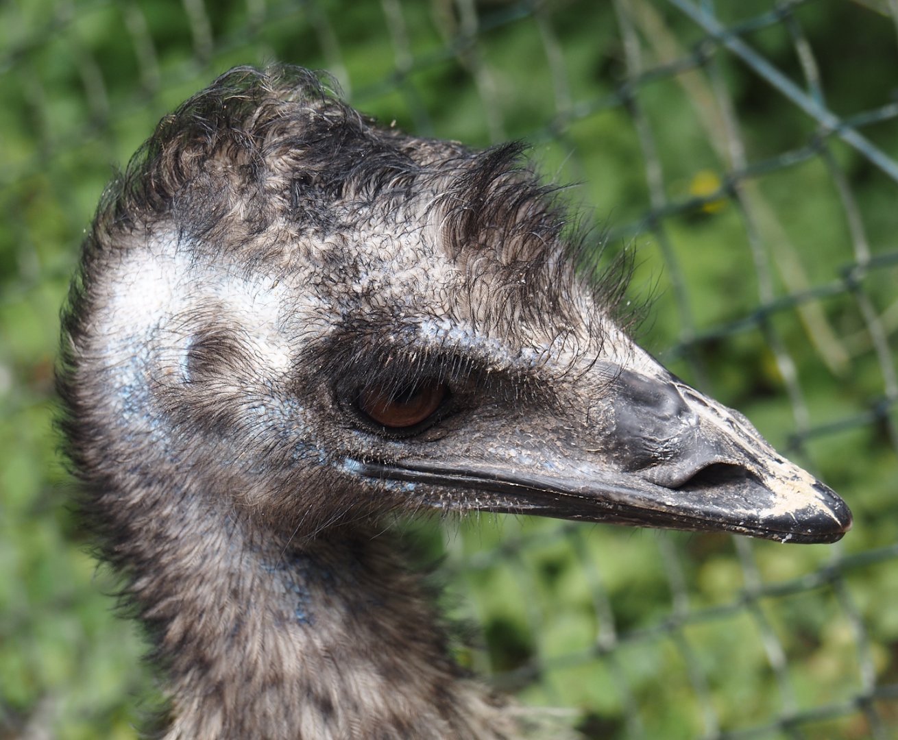 Emu (Dromaius novaehollandiae), 2025-05-22