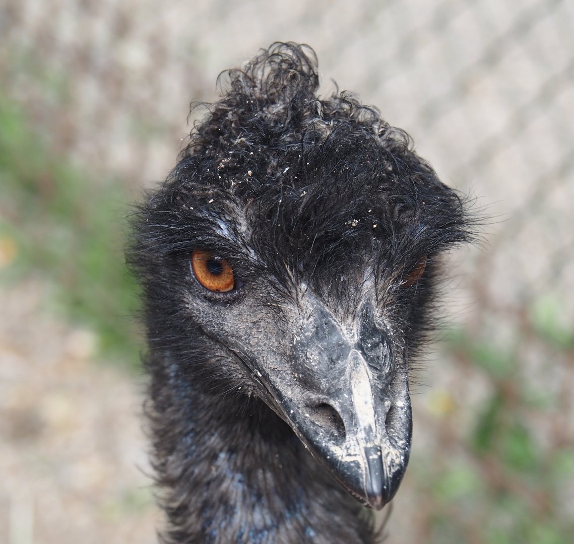 Emu (Dromaius novaehollandiae), 2025-05-22