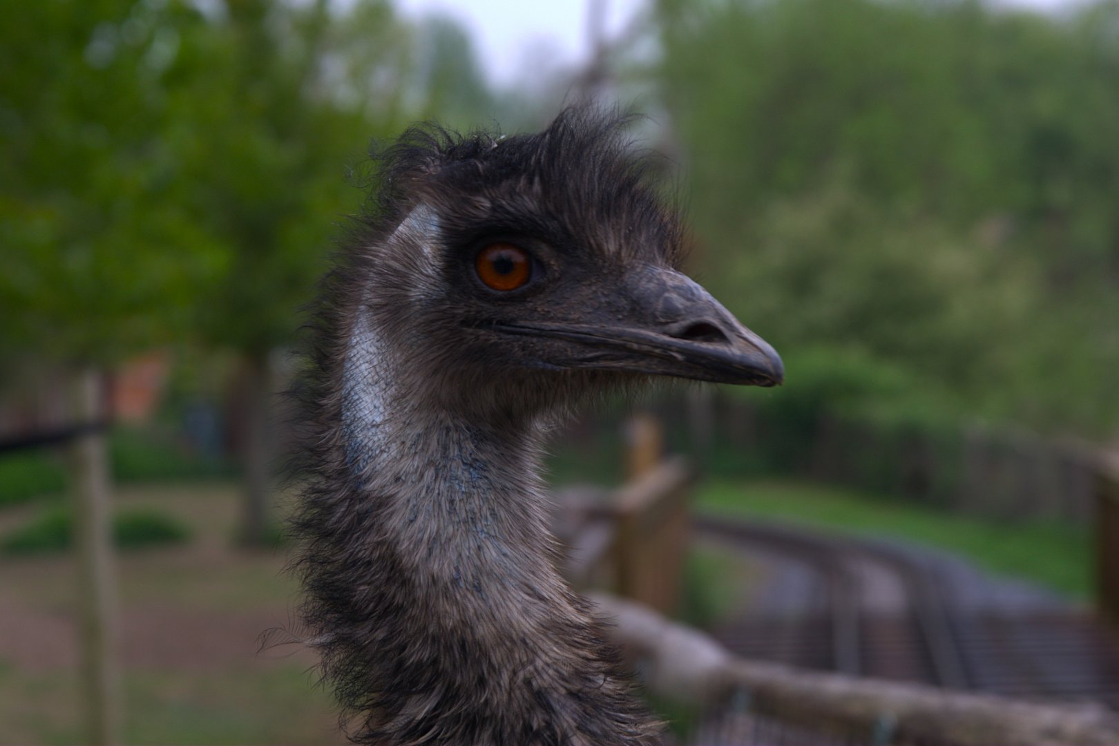 Emu (Dromaius novaehollandiae), 24-04-25