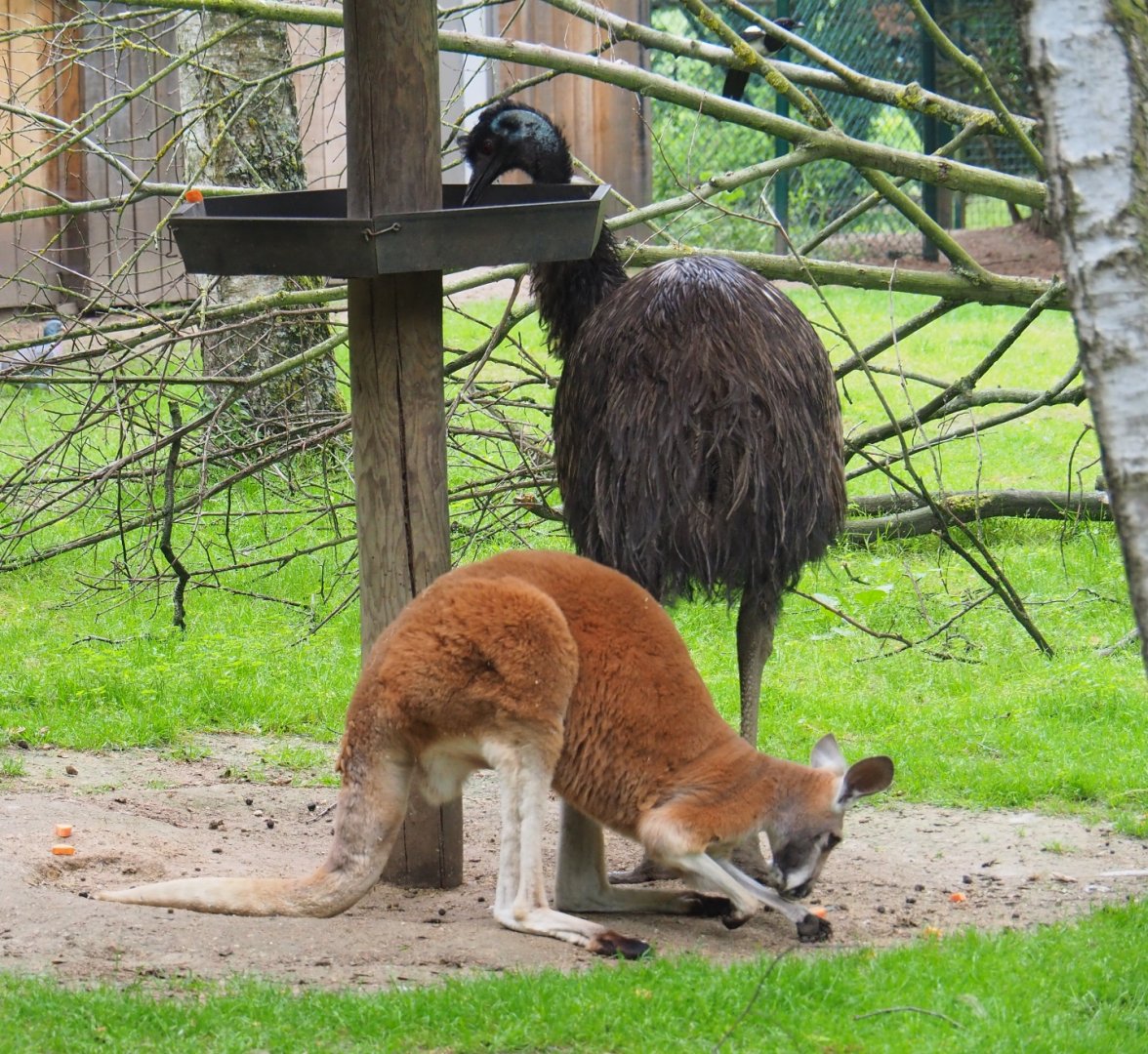 Emu (Dromaius novaehollandiae) and Red kangaroo (Macropus rufus), 2019-06-26