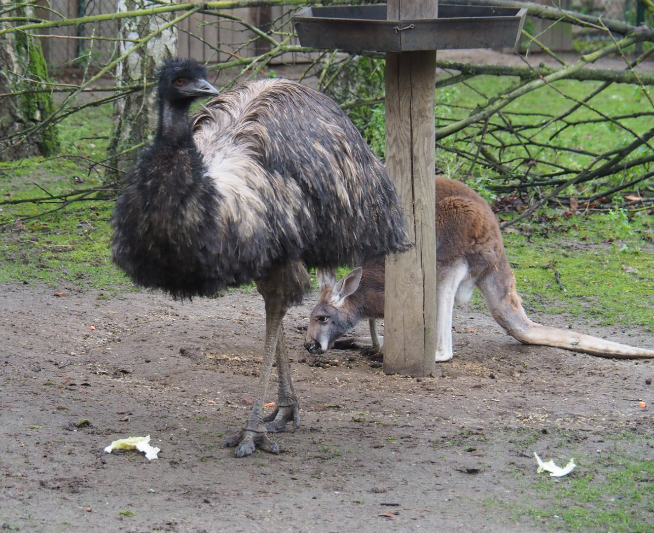 Emu (Dromaius novaehollandiae) and Red kangaroo (Macropus rufus), 2020-01-11