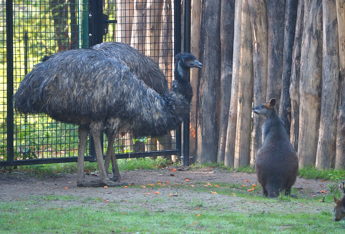 Emu (Dromaius novaehollandiae) and Swamp wallaby (Wallabia bicolor), 2022-11-12