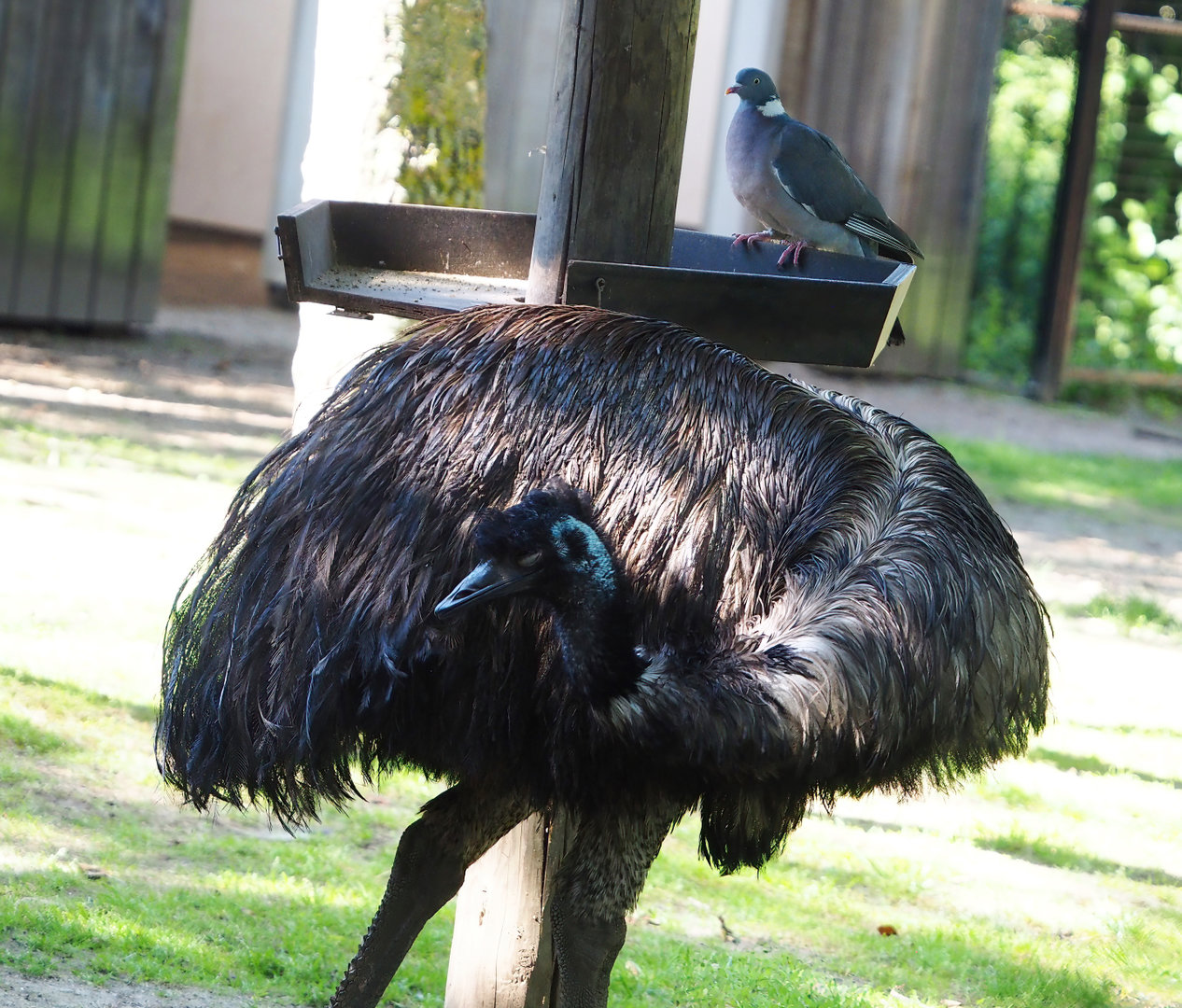 Emu (Dromaius novaehollandiae) and Wild Common wood pigeon (Columba palumbus), 2022-06-15