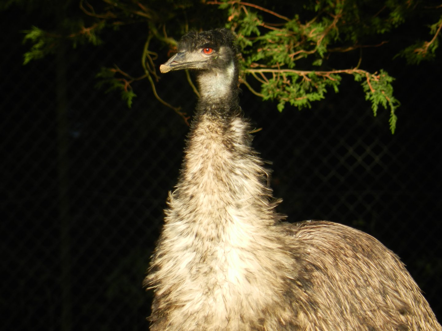 Emu (Dromaius novaehollandiae) at Banham Zoo, England