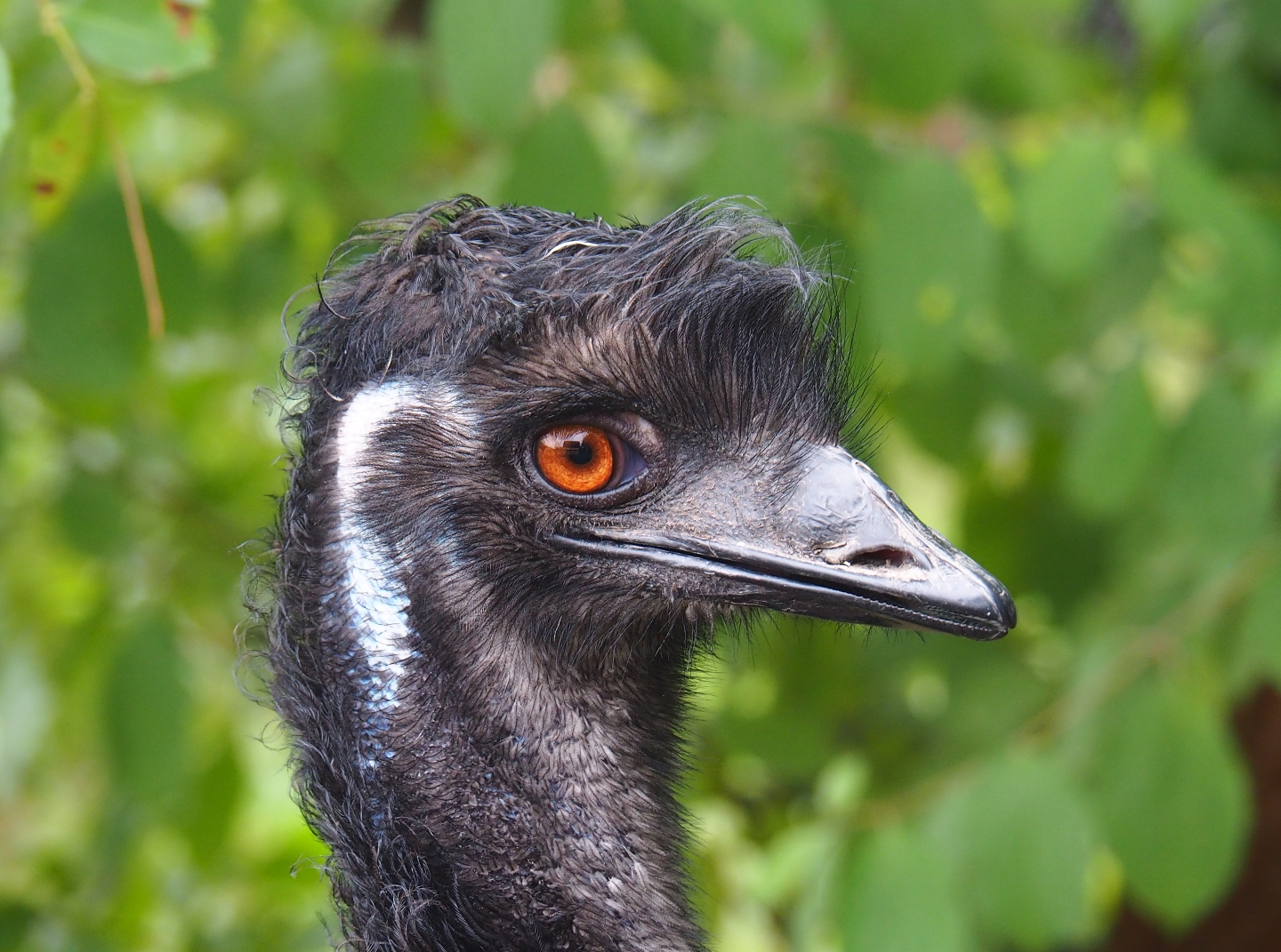 Emu (Dromaius novaehollandiae), Aug 28th, 2018