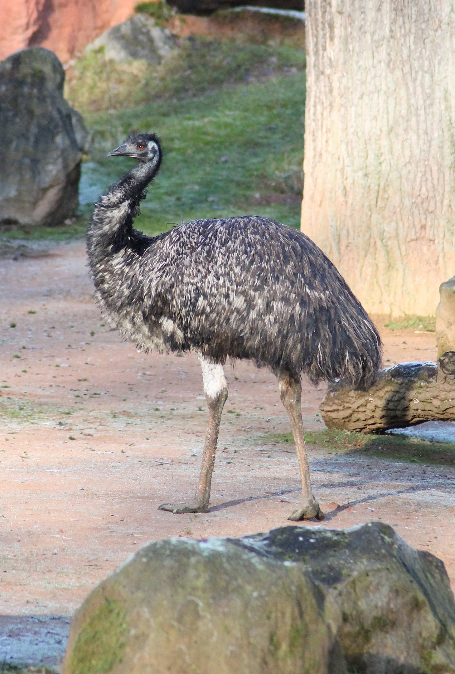 Emu (Dromaius novaehollandiae) - "Australian Outback"