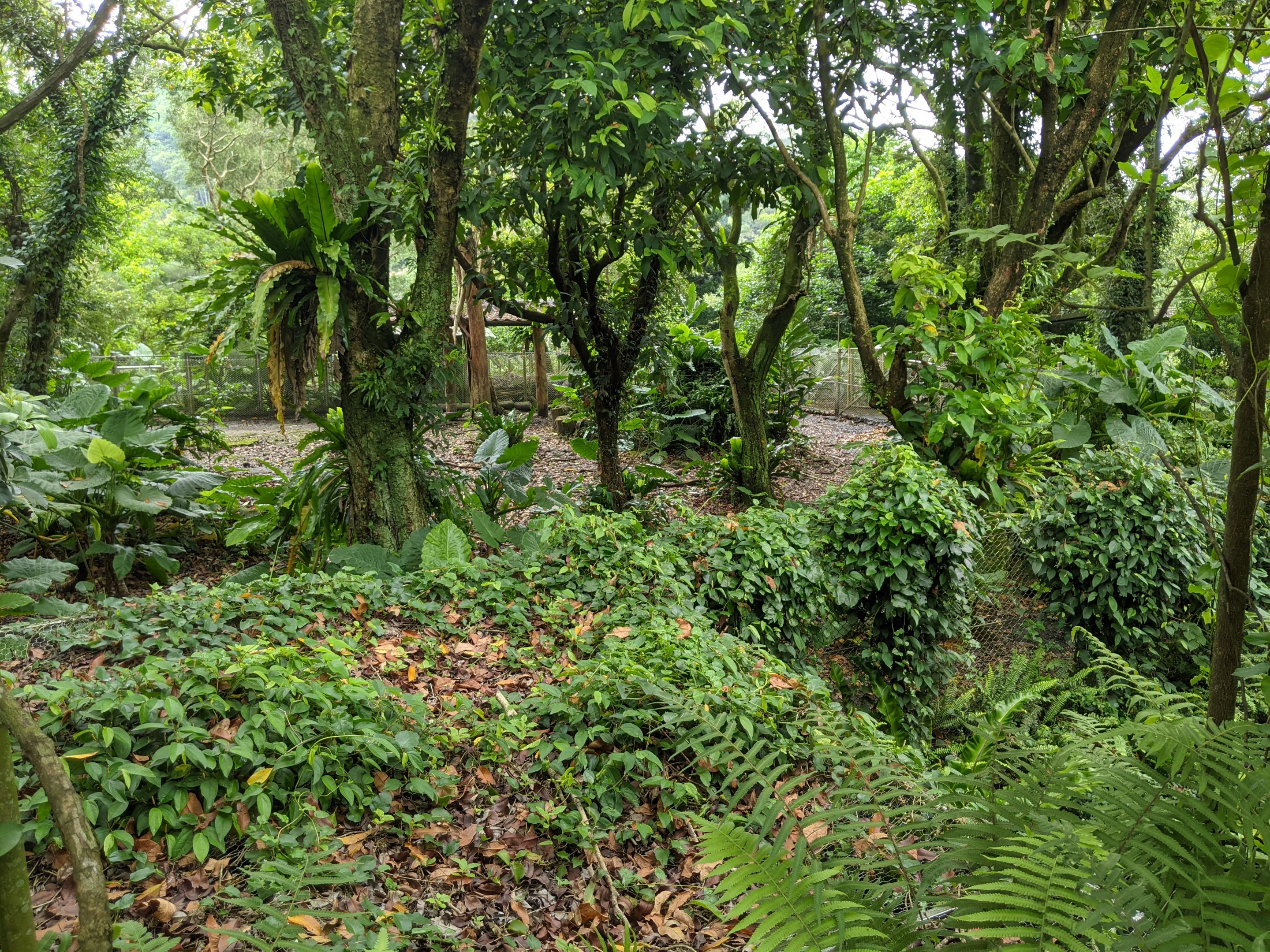 Emu (Dromaius novaehollandiae) enclosure