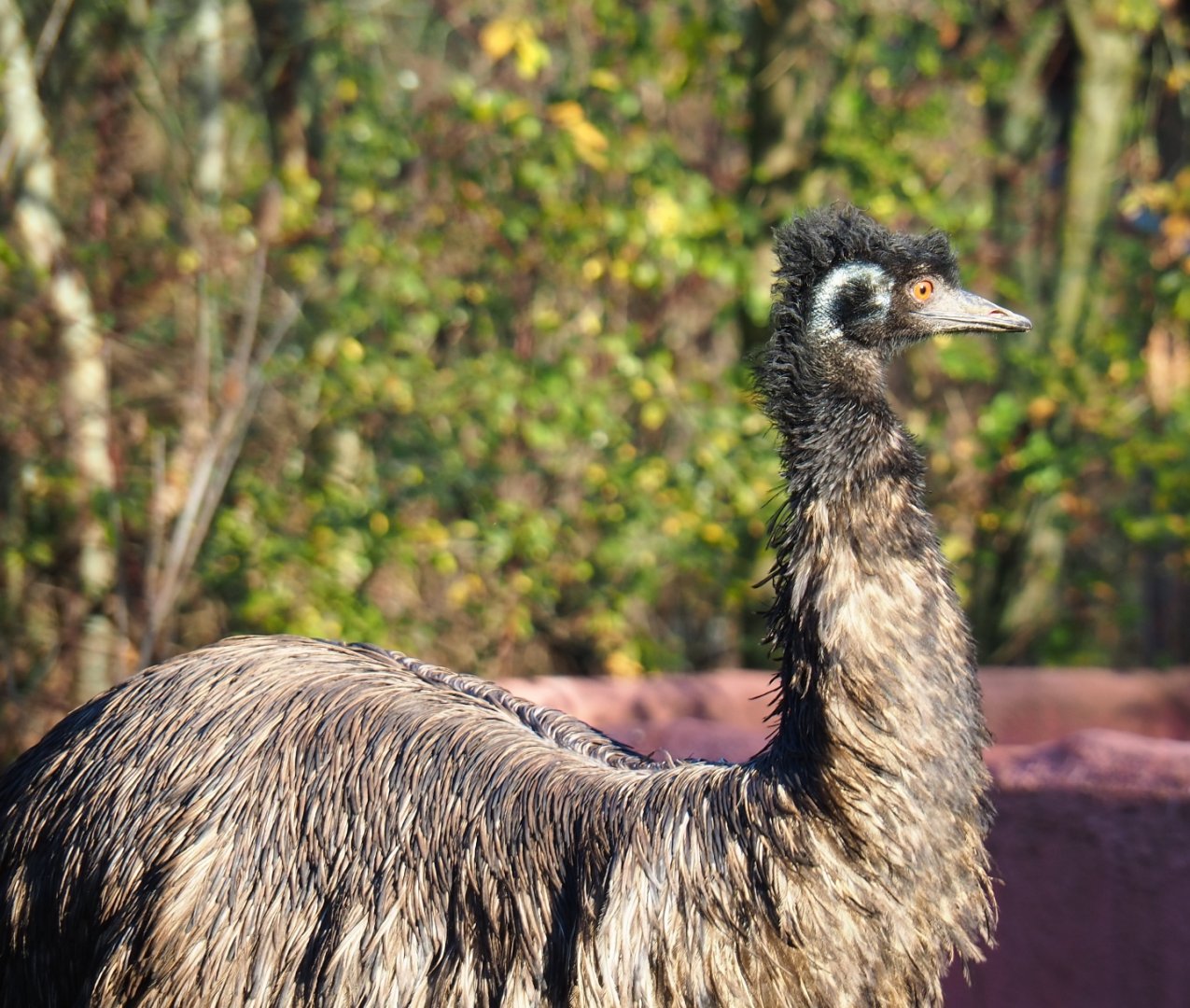 Emu (Dromaius novaehollandiae), Nov 18th, 2018