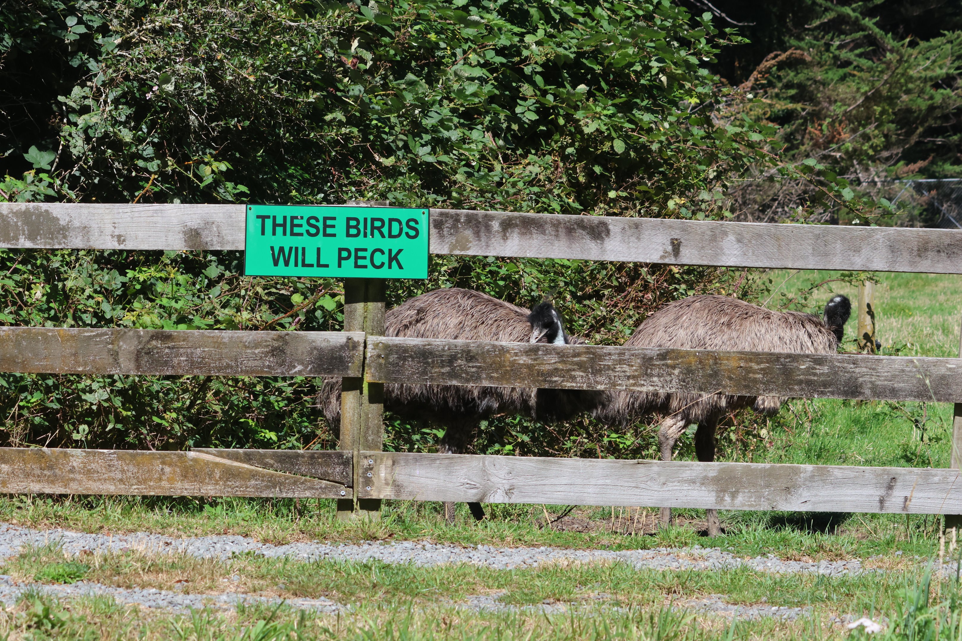 Emu (Dromaius novaehollandiae novaehollandiae), Bluebank Blueberry & Emu Farm